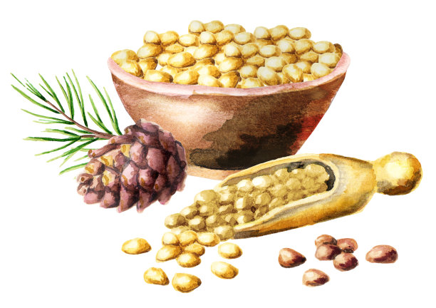 雪松坚果碗，水彩手绘插画图片下载