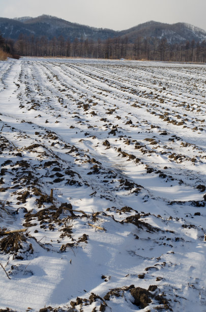 冬天的字段图片下载
