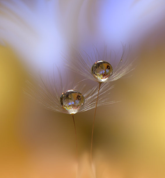 抽象微距照片蒲公英和水滴。艺术背景的桌面。色彩柔和的花朵。宁静的抽象特写艺术摄影。印刷墙纸。花卉幻想设计。有创意的照片。图片下载