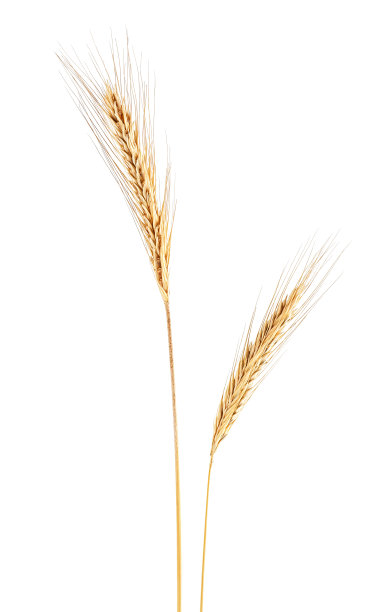 白底黑麦穗图片下载