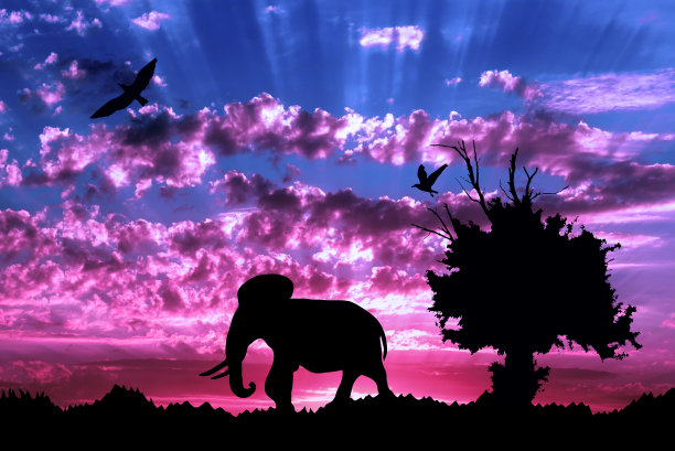 丛林与老树，鸟和大象在紫色云日落背景图片下载