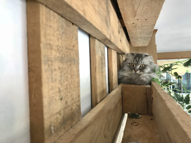 可爱的猫在家里。图片下载