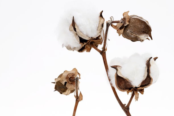 棉花分枝图片下载