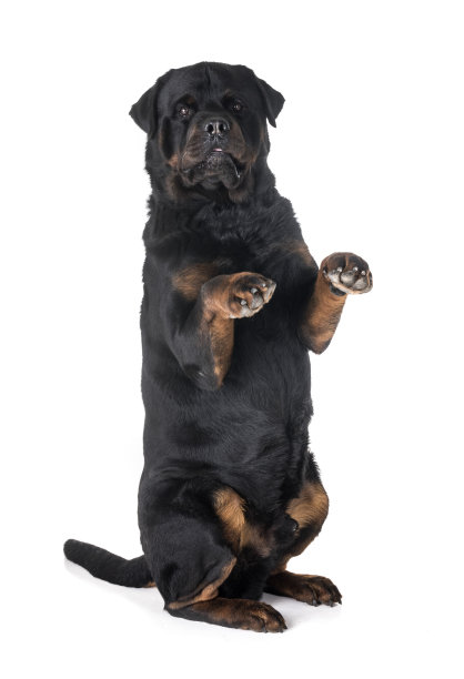 纯种的罗特韦尔犬图片下载