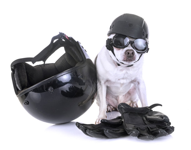 年轻的吉娃娃图片下载