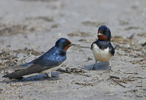 两只燕子在为将来的巢收集建筑材料素材图片
