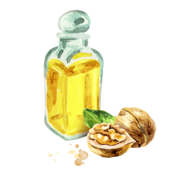 核桃天然石油。手绘水彩插图素材图片