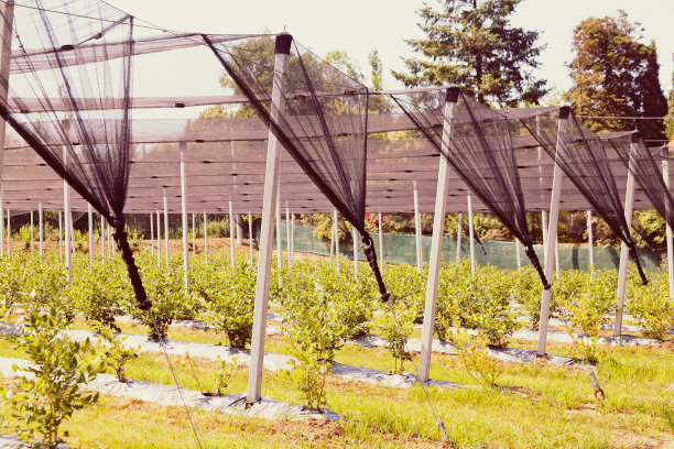 蓝莓种植图片下载