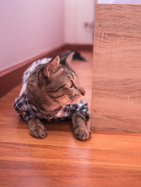 暹罗虎斑猫图案衬衫图片下载