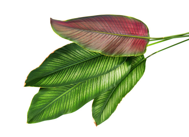 花萼(细条纹的花萼)叶，热带叶孤立在白色的背景上，与修剪路径图片下载