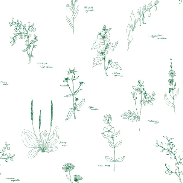 矢量无缝模式与草本和花卉图片下载