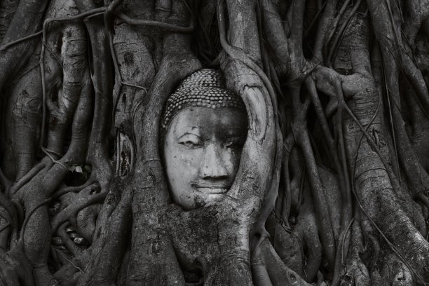 古老的佛陀头在树的根Wat Mahathat大城府，看不见的泰国图片下载