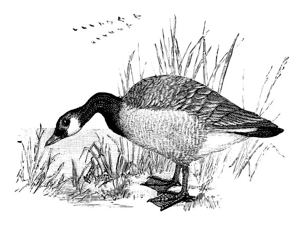 黑额黑雁图片下载