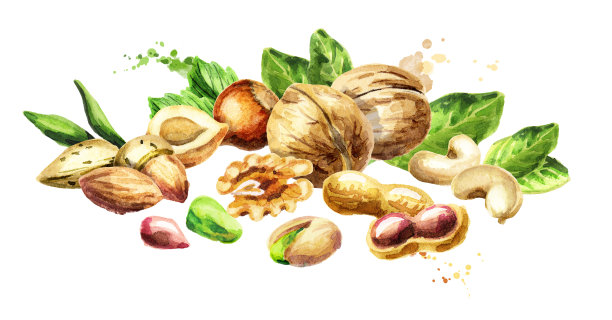 混合坚果水彩手绘插画图片下载