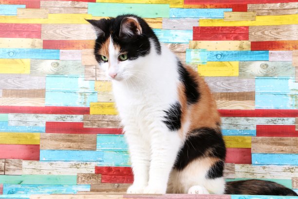 三色的猫肖像图片下载