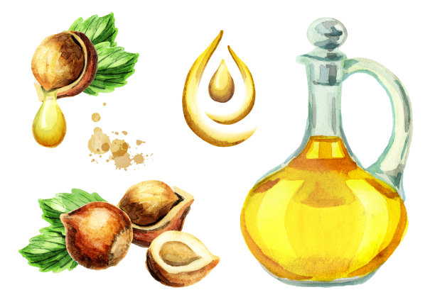 榛子油集。水彩手绘插图图片下载