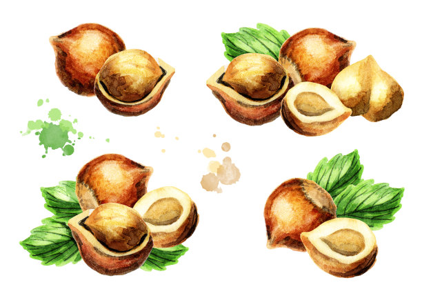 榛子成分。手绘水彩插图素材图片