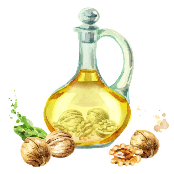 装核桃油。水彩手绘插图素材图片