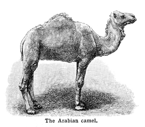 阿拉伯骆驼雕刻1897年图片下载