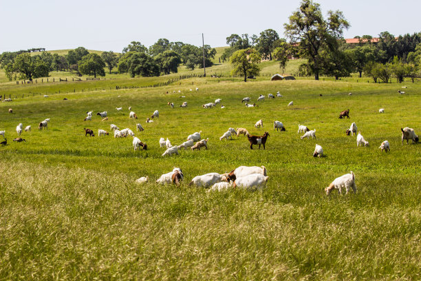 牧羊场图片下载