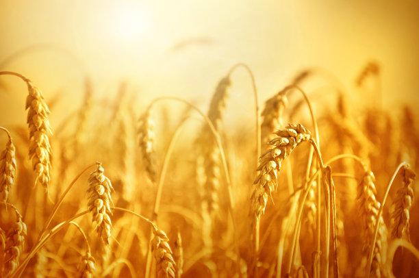 麦田照片素材ID：317687748