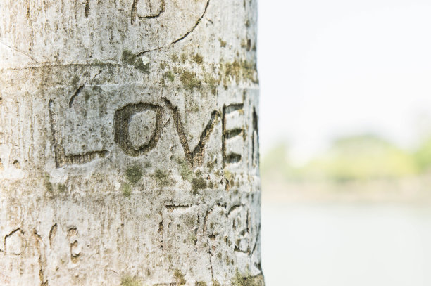 树上的“爱”字，爱的时光图片下载