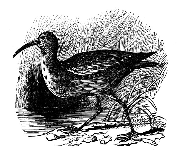 动物仿古雕刻插图:爱斯基摩鹬图片下载