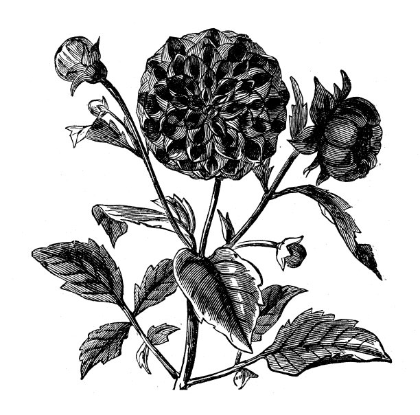 植物学植物古版画插图:大丽花图片下载