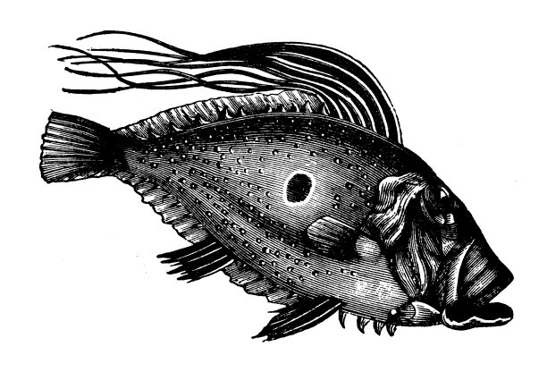 动物古董雕刻插图:约翰多莉图片下载