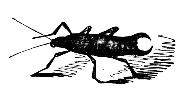 动物仿古雕刻插图:蠼螋图片下载