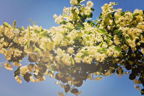 林登树图片下载