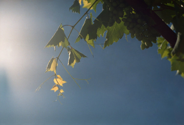 葡萄的分支。拍摄电影图片下载