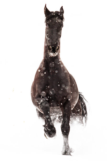 黑白花奶牛马图片下载