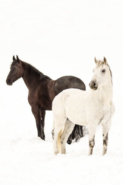 黑白马图片下载