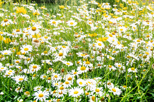 田野的野花雏菊在春天素材图片