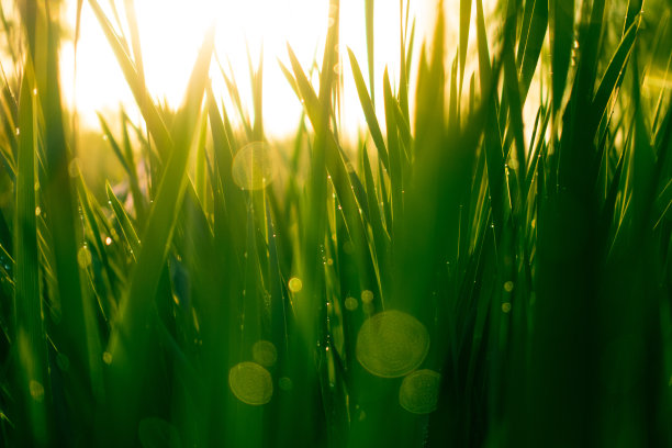 青草带着晨露素材图片