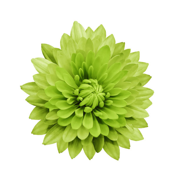 绿色的花大丽花在白色孤立的背景与修剪路径。特写镜头。没有阴影。为设计。大自然。图片下载