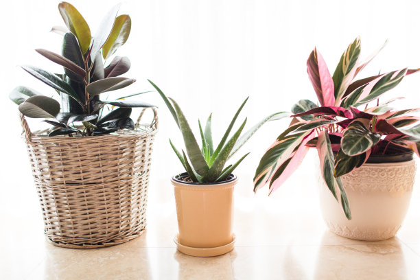 房屋植物素材图片