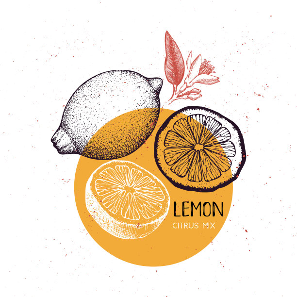 矢量柠檬水果素描图片下载