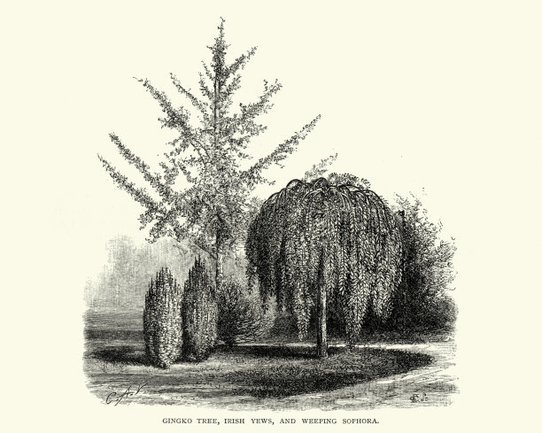 银杏树，爱尔兰紫杉和槐，19世纪图片下载