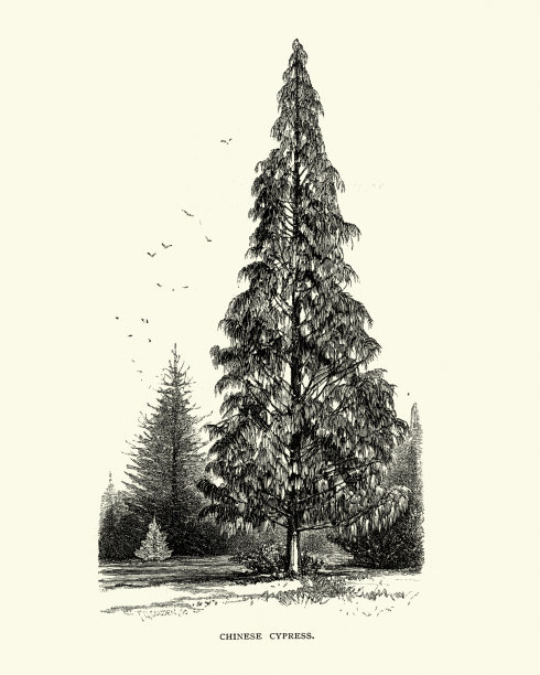 中国柏树，柏树，19世纪图片下载