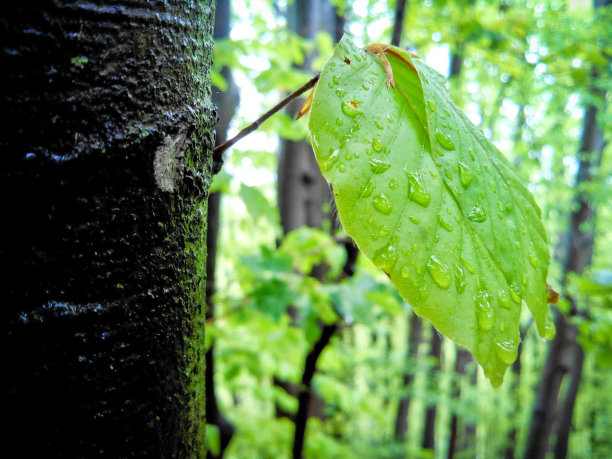 绿色的叶子图片下载