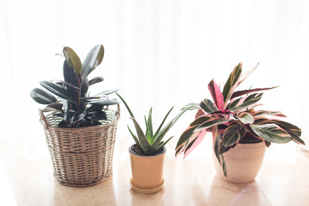 房屋植物素材图片