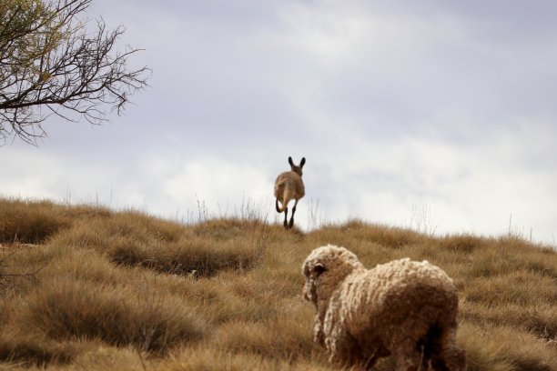 在澳洲内陆野生的一只孤独的澳大利亚绵羊和孤独的袋鼠图片下载