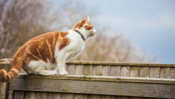 姜的猫图片下载