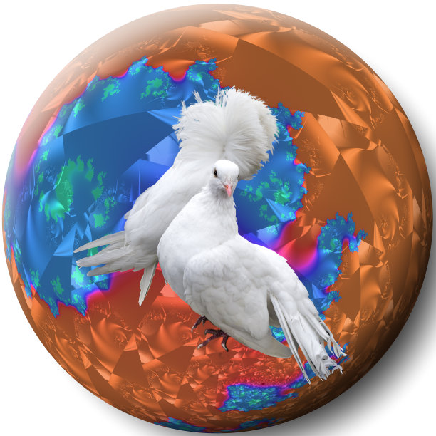 白色的鸽子图片下载