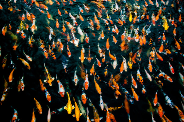 一群鲤鱼在一个池塘里自由地游着图片下载