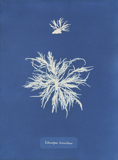 蓝藻，绒毛海绵体图片下载