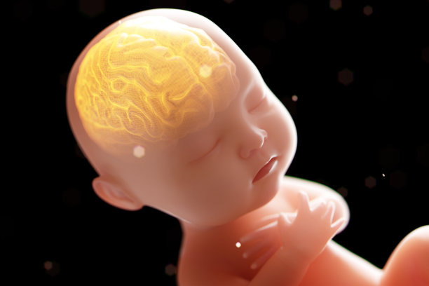 婴儿的大脑和神经系统，3d渲染胎儿的大脑x光内，3d插图。图片下载