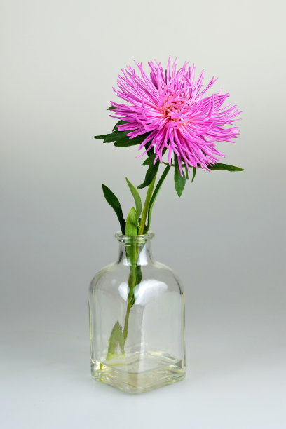 母亲节的花图片下载